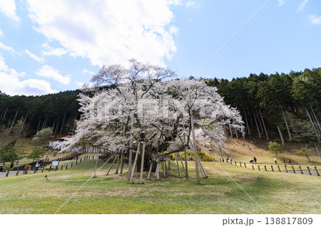 根尾谷淡墨桜 根尾谷淡墨桜 138817809