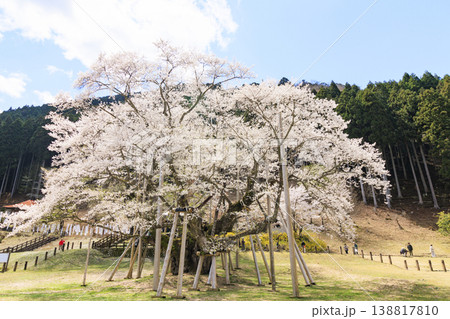 根尾谷淡墨桜 138817810