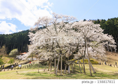 根尾谷淡墨桜 根尾谷淡墨桜 138817811