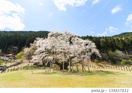 根尾谷淡墨桜 根尾谷淡墨桜 138817812