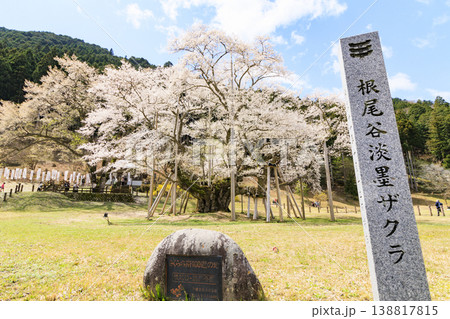 根尾谷淡墨桜 根尾谷淡墨桜 138817815