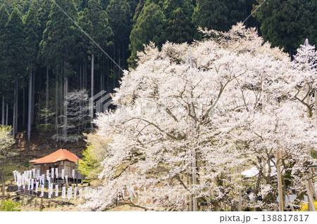 根尾谷淡墨桜 138817817