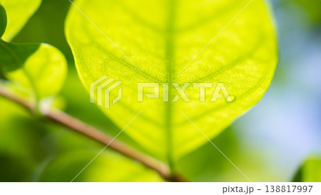 Natural plant green leaf in garden with bokeh background Natural plant green leaf in garden with bokeh background 138817997