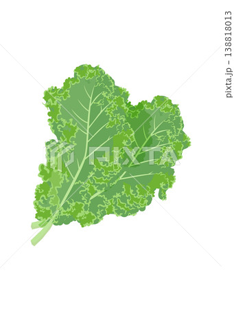Fresh green kale leaves with curly edges on white background stock illustration. Fresh green kale leaves with curly edges on white background stock illustration. 138818013