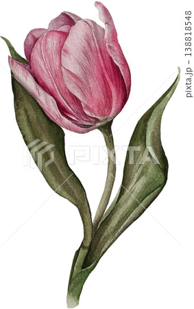 Bright watercolor flower, tulip, botanical illustration, floral design, natural art, decorative elements. 138818548