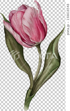 Bright watercolor flower, tulip, botanical illustration, floral design, natural art, decorative elements. 138818548