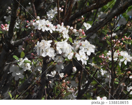 白いヒメリンゴの花とピンクのつぼみ(春の日差しを浴びたイヌリンゴ) 白いヒメリンゴの花とピンクのつぼみ(春の日差しを浴びたイヌリンゴ) 138818655