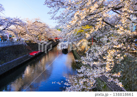 桜満開の船町港&住吉燈台 桜満開の船町港&住吉燈台 138818661
