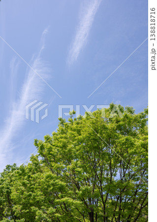 爽やかな新緑、青空 爽やかな新緑、青空 138818716