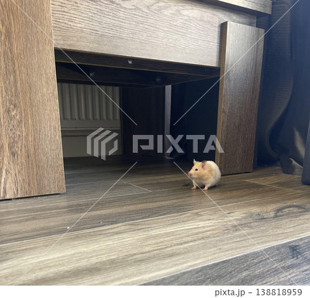 a small hamster  is hiding under a table 138818959