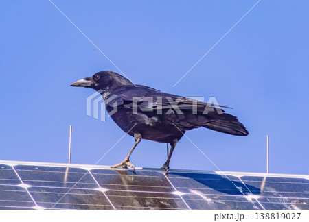 太陽光パネルの屋根にとまるカラス 太陽光パネルの屋根にとまるカラス 138819027