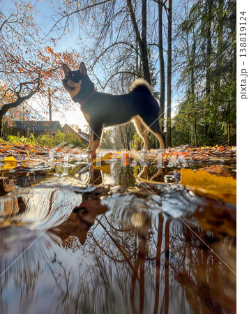 Dog standing by puddle in bright autumn forest with vivid reflections. 138819124