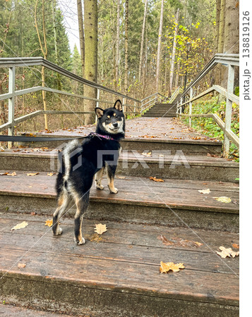 A black Shiba Inu dog stands on a wooden staircase in an autumn forest and looks back. A black Shiba Inu dog stands on a wooden staircase in an autumn forest and looks back. 138819126