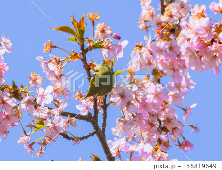 桜の蜜を吸うメジロ 138819649