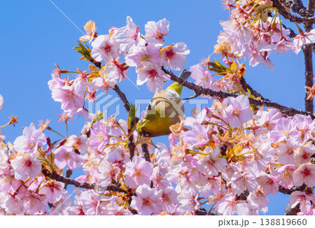 満開の河津桜と戯れるメジロ 満開の河津桜と戯れるメジロ 138819660