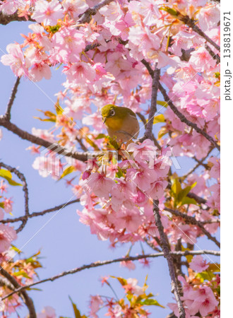 満開の河津桜と可愛いメジロ 138819671