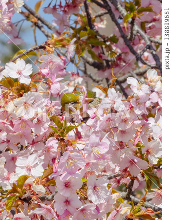 春の訪れを告げる河津桜とメジロ 春の訪れを告げる河津桜とメジロ 138819681