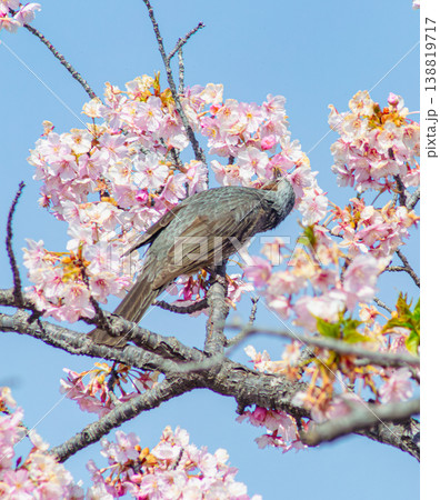 桜の蜜を吸うヒヨドリ 桜の蜜を吸うヒヨドリ 138819717