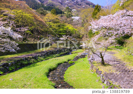 桜満開の養老公園 138819789