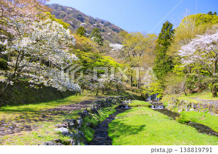桜満開の養老公園 桜満開の養老公園 138819791