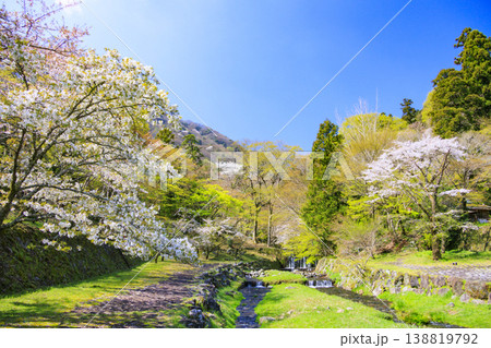 桜満開の養老公園 桜満開の養老公園 138819792