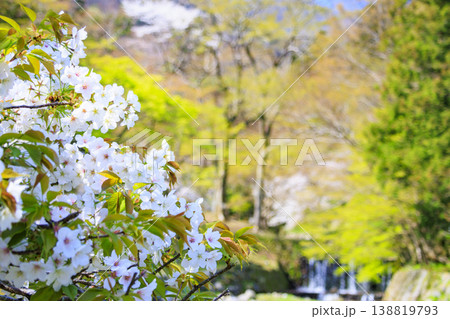 桜満開の養老公園 桜満開の養老公園 138819793