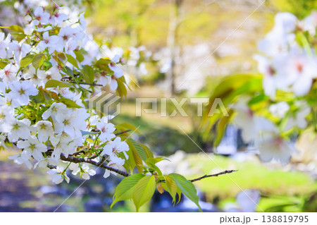 桜満開の養老公園 138819795