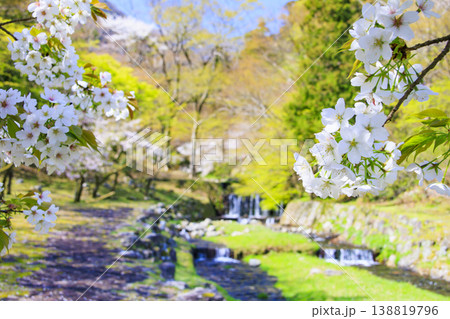 桜満開の養老公園 桜満開の養老公園 138819796