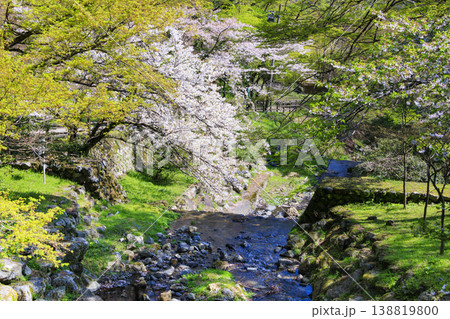 桜満開の養老公園 桜満開の養老公園 138819800
