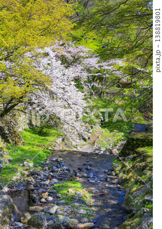 桜満開の養老公園 138819801
