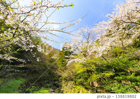 桜満開の養老公園 138819802