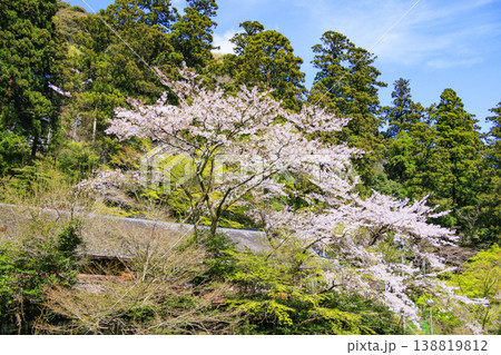 桜満開の養老公園 138819812