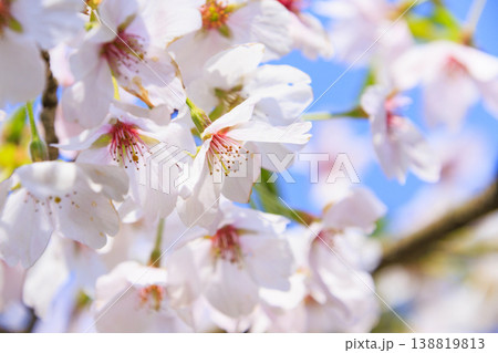 桜満開の養老公園 138819813