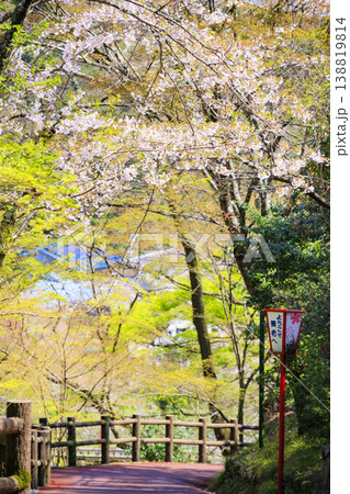 桜満開の養老公園 138819814