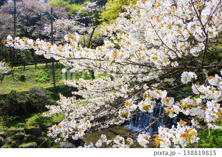 桜満開の養老公園 138819815