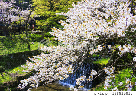 桜満開の養老公園 138819816