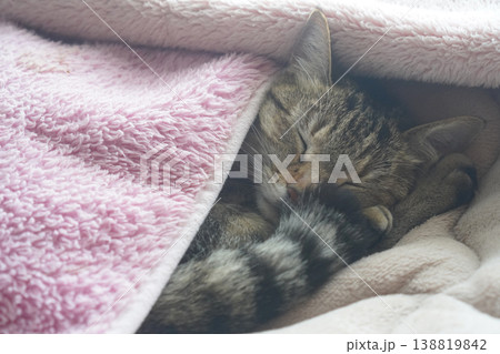 眠るキジトラ 138819842