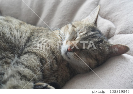 眠るキジトラ 138819843