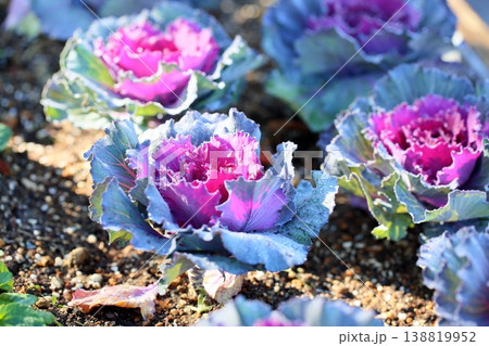 爽やか ハボタンの花 爽やか ハボタンの花 138819952