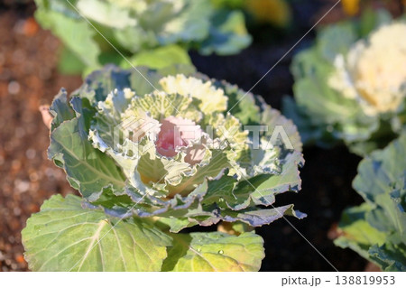 爽やか　ハボタンの花 138819953