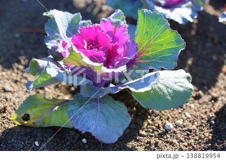 爽やか　ハボタンの花 138819954