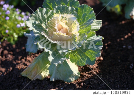 爽やか　ハボタンの花 138819955