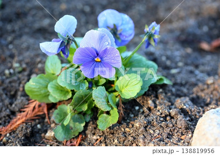 可愛い ビオラの花 可愛い ビオラの花 138819956