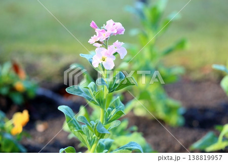 可愛い　ストックの花 138819957