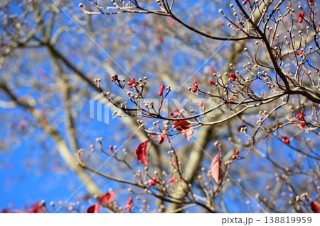 可愛い　ハナミズキの赤い実　青空映え 138819959