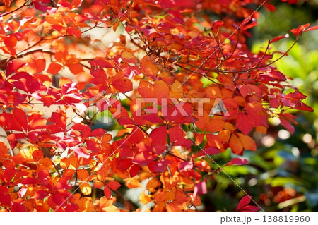 鮮やか　紅葉　ドウダンツツジの葉 138819960