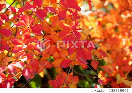鮮やか　紅葉　ドウダンツツジの葉 138819961
