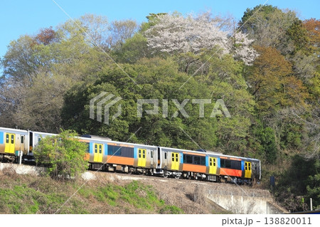 水郡線「ヤマザクラを背景に走るカラフルな列車」 水郡線「ヤマザクラを背景に走るカラフルな列車」 138820011