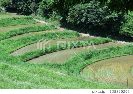 夏の美しい棚田 夏の美しい棚田 138820295