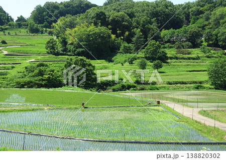 夏の美しい棚田 夏の美しい棚田 138820302